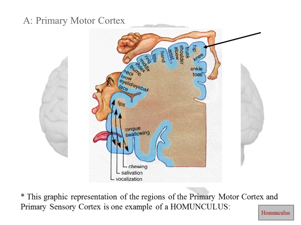 A: Primary Motor Cortex * This graphic representation of the regions of the Primary